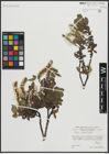 Foto von Salix arbutifolia Pall.